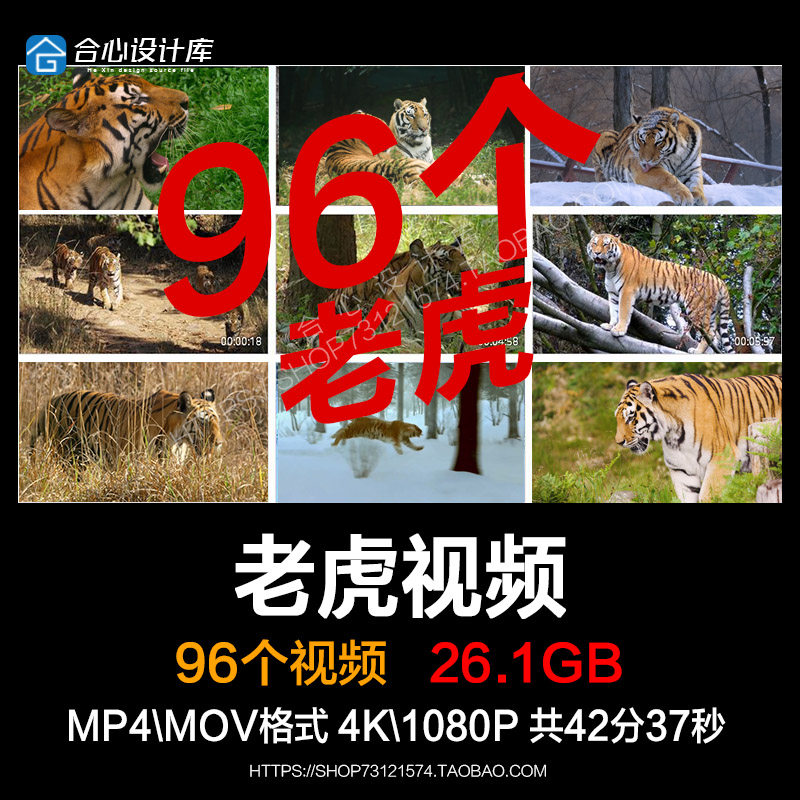 老虎野生动物虎啸山林保护小老虎捕猎进食森林之王虎威视频素材