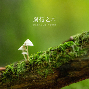 清欢 x 盲屋 腐朽之木 · 木质香调香氛喷雾空调香氛