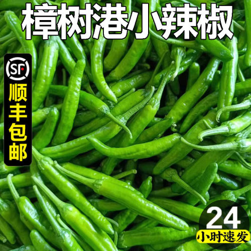 【特级】正宗樟树港新鲜辣椒湖南岳阳产地直发青椒现摘下饭菜顺丰