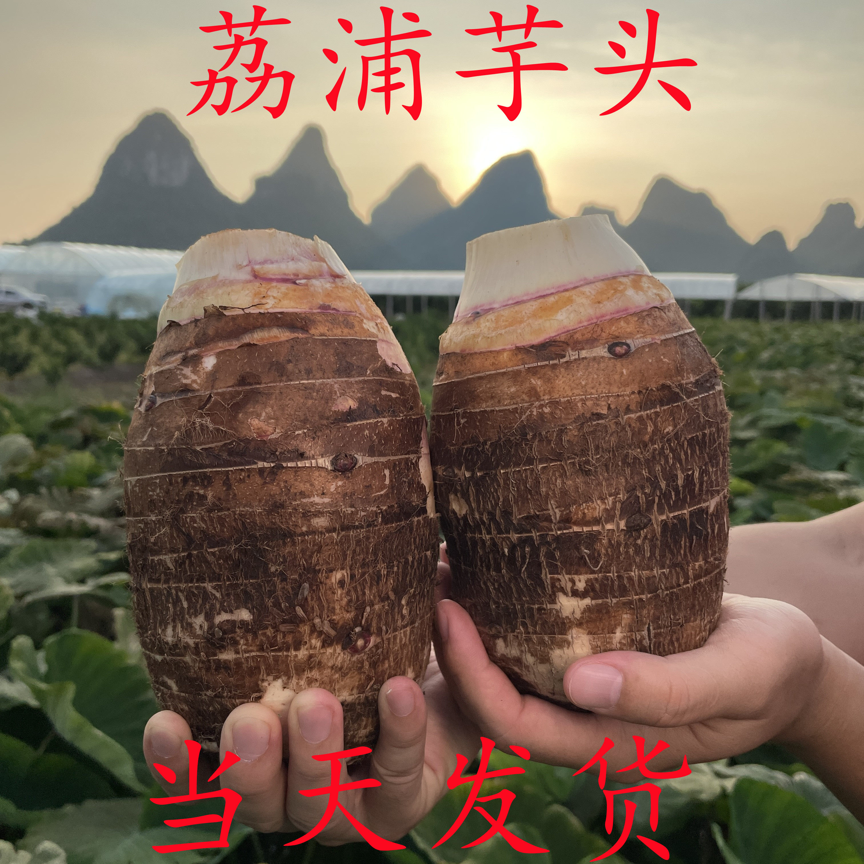 【广西荔浦新鲜大芋头】整箱10斤包邮正宗粉香芋槟榔芋艿紫藤毛芋,水产肉类/新鲜蔬果/熟食,芋头,淘宝优惠券,粉丝福利购,淘宝优惠卷