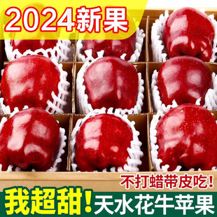 现摘天水花牛苹果10斤新鲜当季水果整箱红蛇粉面平果脆甜红苹果5