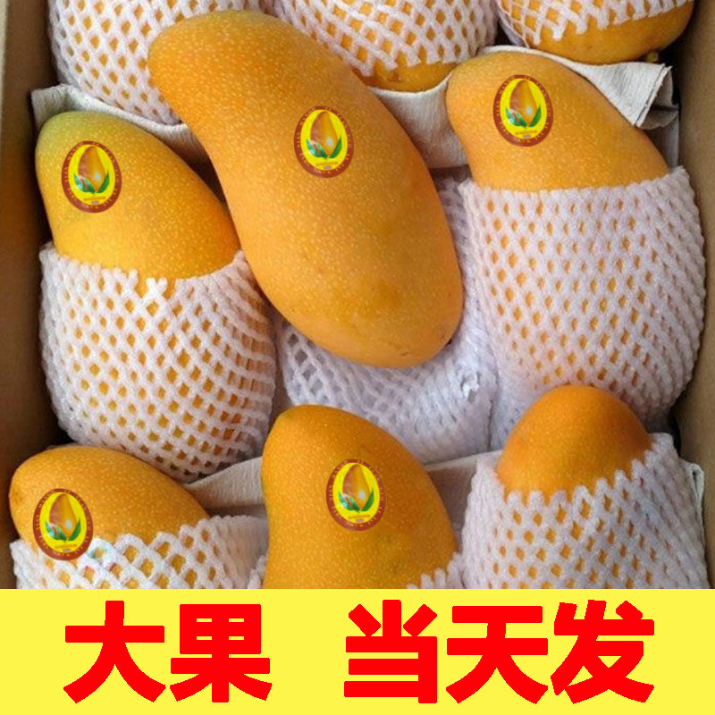 现摘现发海南金煌芒果整箱10斤水仙芒当季芒果新鲜水果