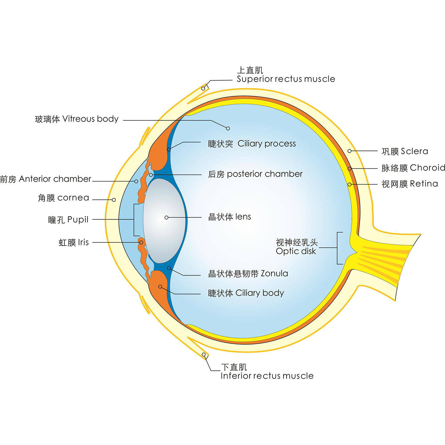 眼球结构图海报展板上直肌下直肌巩膜晶状体睫状体墙贴纸kt板