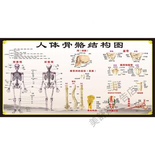 人体骨骼结构图展板人体骨骼肌肉结构图墙贴墙纸海报kt板