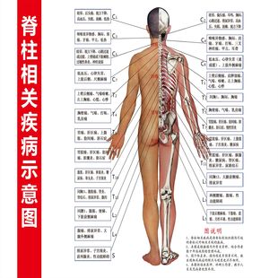 人体骨骼图大挂图器官示意图内脏结构图人体肌肉解剖图海报大全