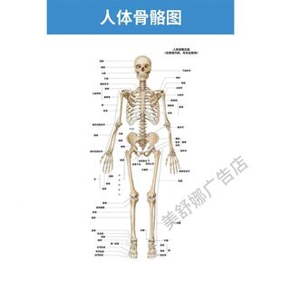 人体骨骼图大挂图器官示意图内脏结构图穴位图人体肌肉解剖图海报