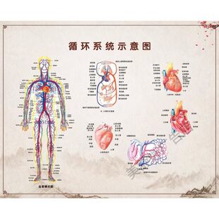 循环系统人体结构图中医医院墙壁宣传海报大挂图内脏器官分布图