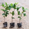 四季桂花樹苗流蘇嫁接桂花日香桂月月桂天香台閣嫁接佛頂珠盆景栽