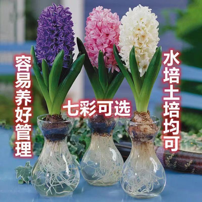 水养风信子种球水培套餐四季易活水培花卉植物室内花四季花种球