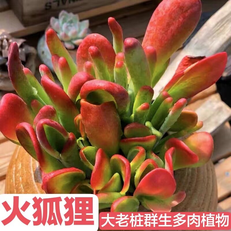 火狐狸多肉植物稀有植物群生老桩好养多头唐印吸财树植物花卉盆栽