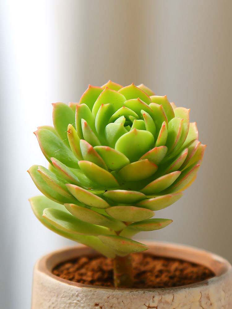 绿蔷薇小桩多肉植物组合盆栽绿植花卉可爱肉肉植物稀有品种多肉花