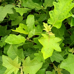 绿植云南德宏特产小苦子野苦子果山货可栽种水茄野茄子托鲁巴姆树