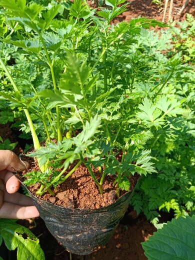 川芎云南蔬菜川香盆栽苗可栽种煎鸡蛋蔬菜浓香型川芎带根可食用