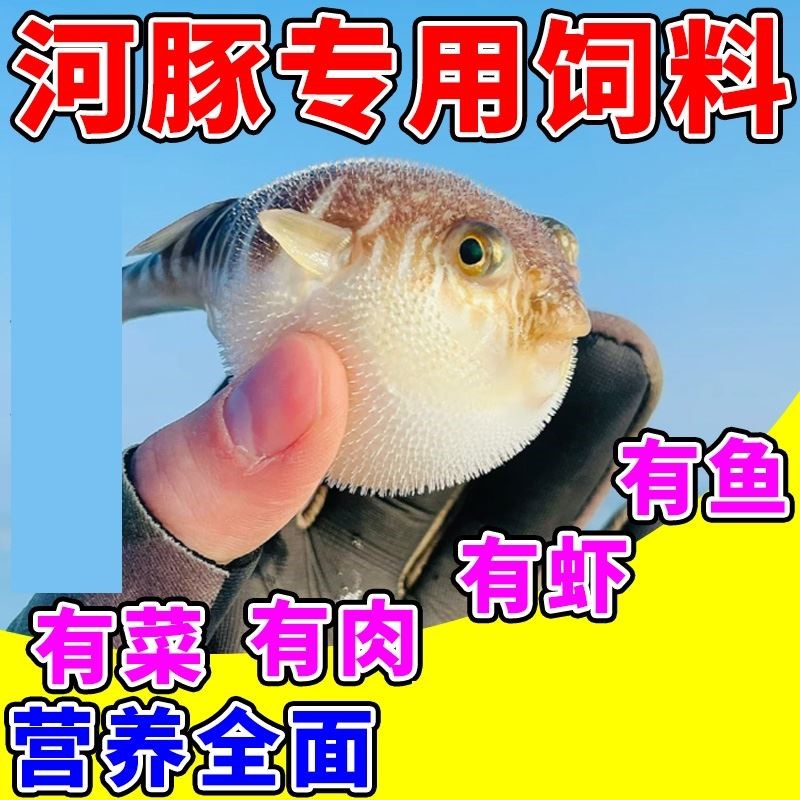 河豚魚飼料小型巧克力觀賞魚飼料