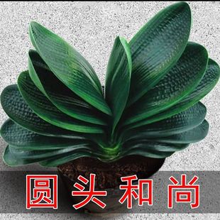 正宗宽叶君子兰圆头和尚室内高品绿植10-12叶片基地直发