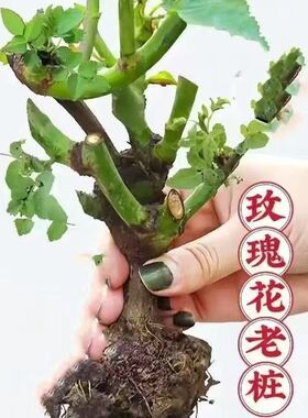 玫瑰花老桩老根浓香花卉好养活室内外阳台月季蔷薇耐寒大花蓝色