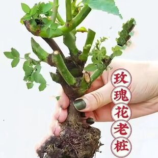 玫瑰花老桩老根浓香花卉好养活室内外阳台月季蔷薇耐寒大花蓝色