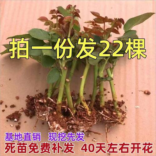 月季花苗玫瑰花树苗扦插苗老桩