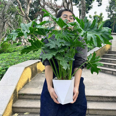 春羽大盆栽龙鳞春雨老桩水培绿植