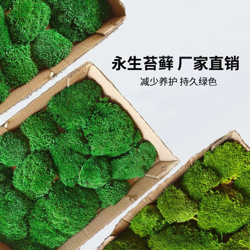 永生苔藓+植物墙永生青苔免养护