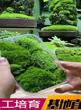 青苔苔藓植物鲜活白发藓生态瓶微景观diy盆栽室内兰花假山造景新