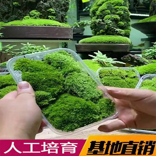 苔藓植物鲜活人工青苔diy新鲜