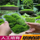 青苔苔藓植物鲜活白发藓生态瓶微景观diy盆栽室内兰花假山造景新