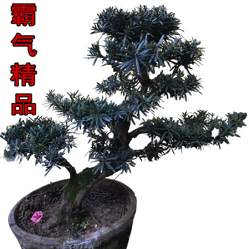 罗汉松室内外四季长青精品盆景
