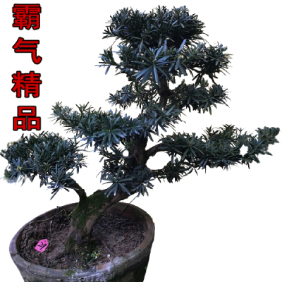 大型罗汉松盆景庭院别墅盆栽造型老树桩一物一拍名贵罗汉松大树