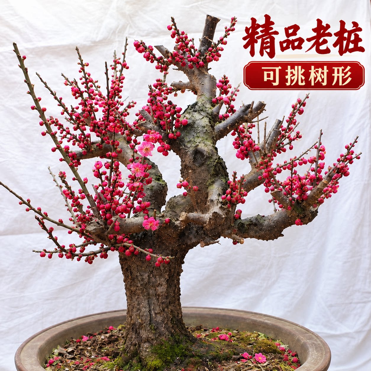 梅花盆栽红梅老桩盆景树苗朱砂梅骨里红梅花庭院阳台观花绿植