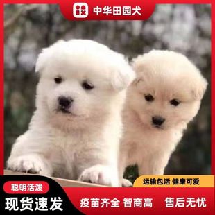 中华田园犬幼犬活体家养小土狗混血看家护院犬串串狗黄狗黑狗白狗