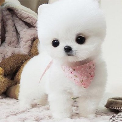 博美幼犬纯种博美犬活体小型犬茶杯犬俊介犬袖珍博美犬比熊宠物狗
