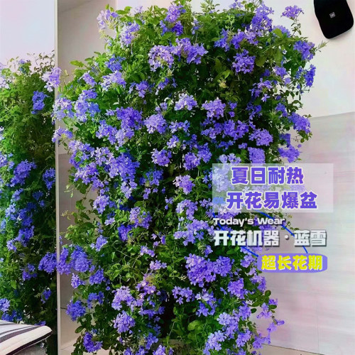 蓝雪花大苗四季开花植物易活好养