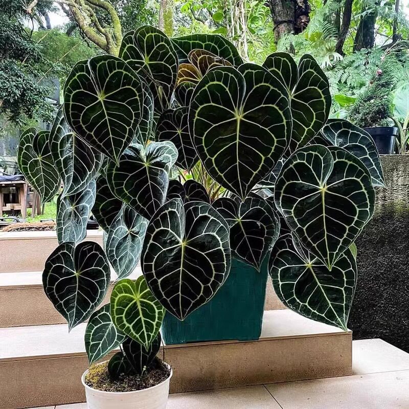 密纹克莱恩水晶花烛帝王观叶热带植物阳台盆栽绿大型叶片好养易活图片