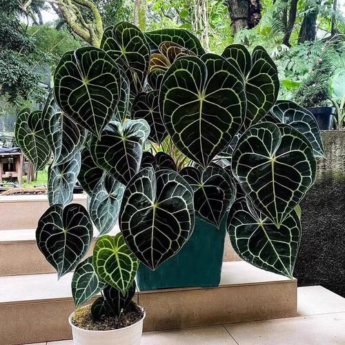 密纹克莱恩水晶花烛帝王观叶热带植物阳台盆栽绿大型叶片好养易活