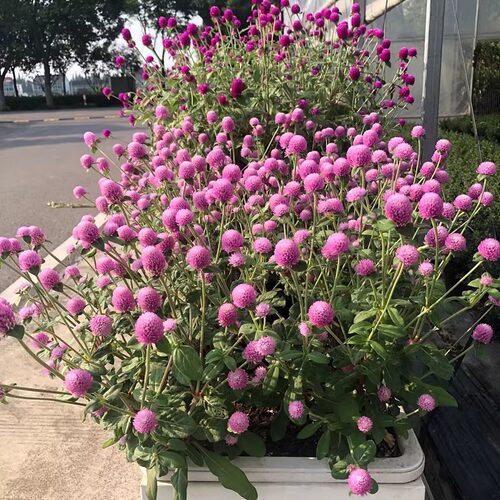 千日红盆栽苗带花苞阳台庭院花卉