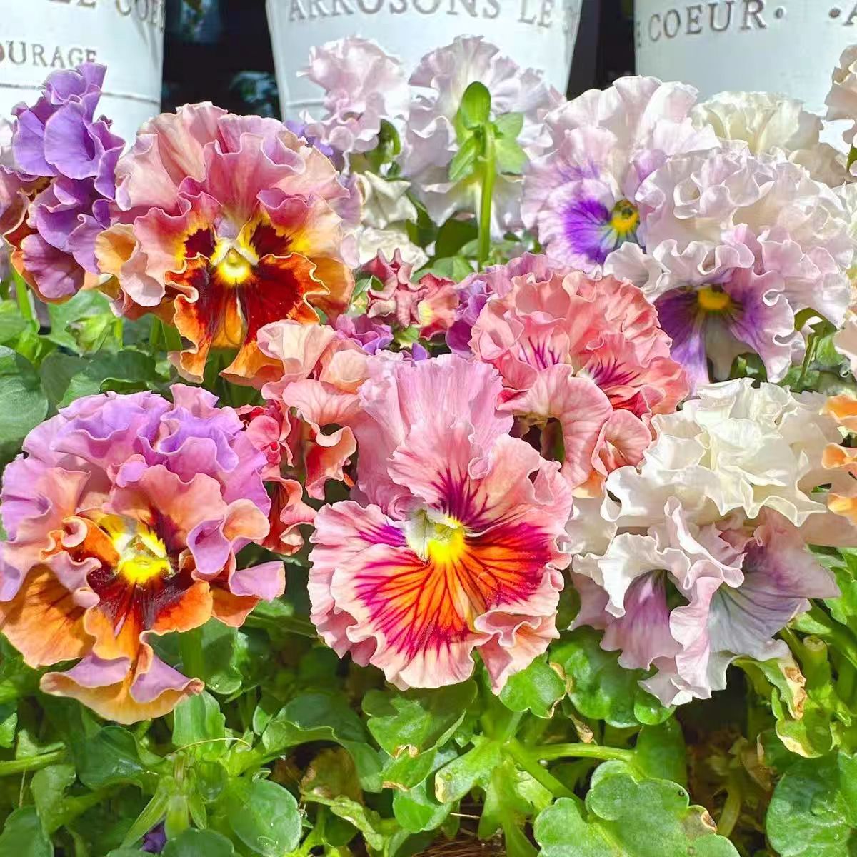 皱边角堇耐寒好养活阳台庭院植物