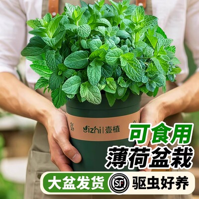 柠檬薄荷迷迭香可食用盆栽香草苗