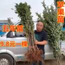 苹果树苗嫁接当年结果红富士冰糖心耐寒新品 种地栽盆栽南北方种植