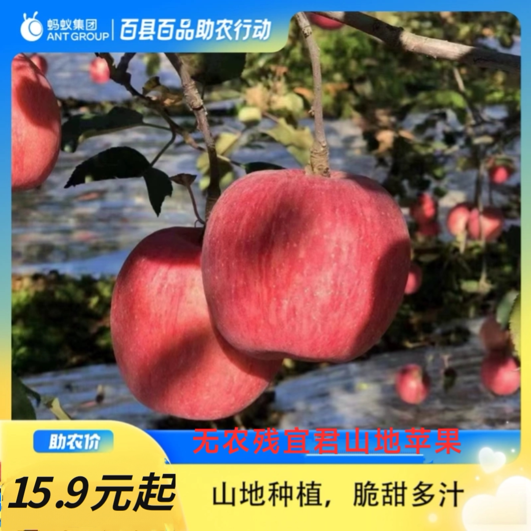 【百县百品】陕西宜君蜜脆苹果1.2斤山地宜君苹果助农包邮