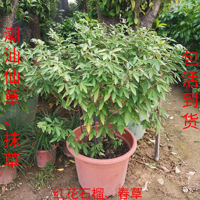 潮汕仙草苗抹草 春草苗茉草仙草B红花石榴花阳台盆栽绿植喜事植物