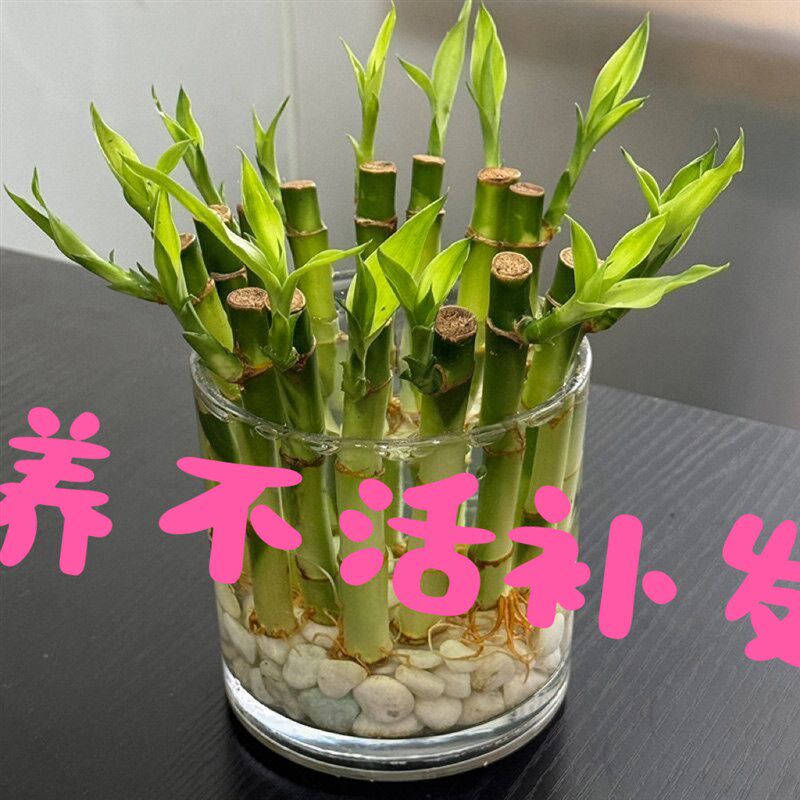 长芽带根开 运竹特别s编织造型水培富贵竹小号迷你水竹文昌竹