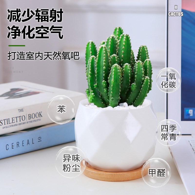 仙人掌盆栽办公室内绿植物桌面E仙人球品种大全新品实生多肉