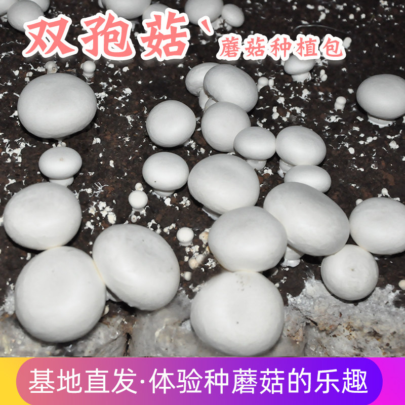 双孢菇蘑菇菌种植袋装家庭室内菌包阳台种蘑菇食用菌棒养种菌菇