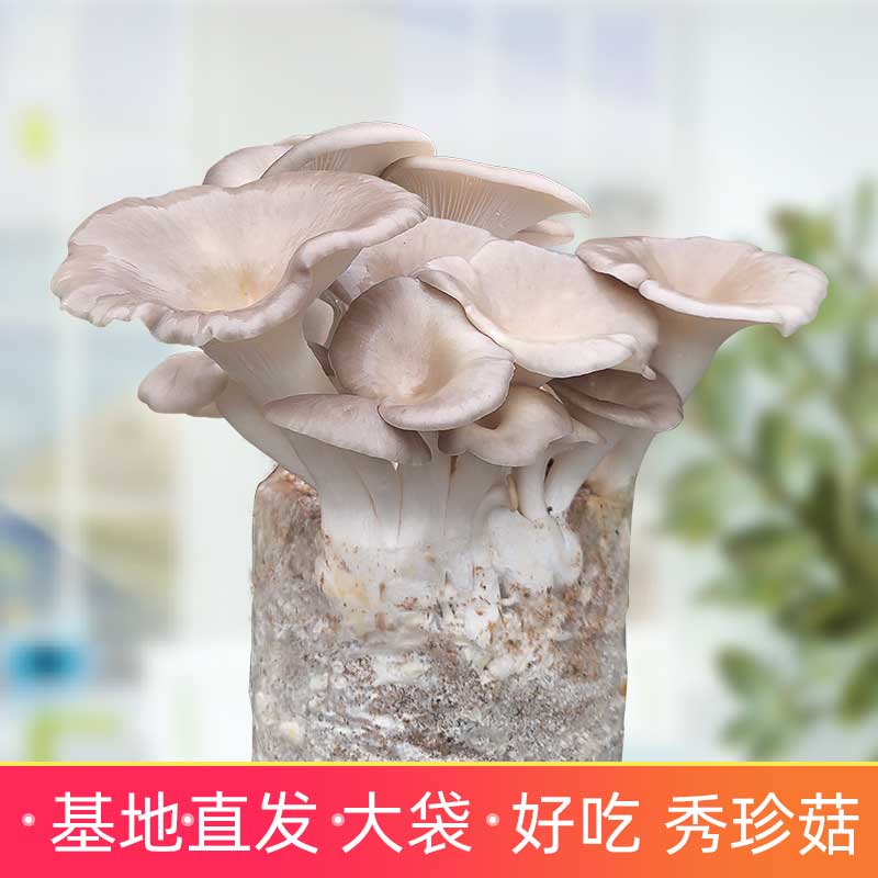 秀珍菇蘑菇种植菌包种菌菇食用菌