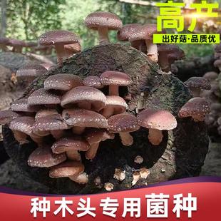 香菇椴木菌种平菇食用菌种批发黑木耳木头冬菇室内可食用栽培蘑菇