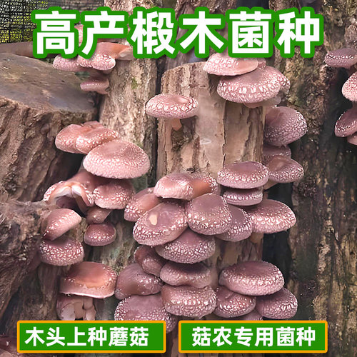 木头种植专用香菇木耳椴木生长