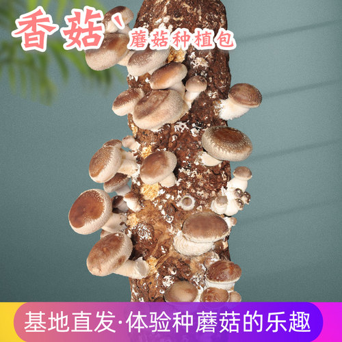 香菇冬菇蘑菇菌包棒室内种植