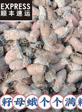 辽宁凤城东北柞树满籽母蛾带蛾毛母蛾顺丰