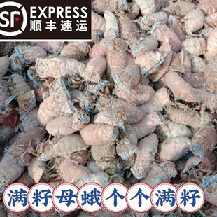辽宁凤城东北柞树满籽母蛾带蛾毛母蛾顺丰